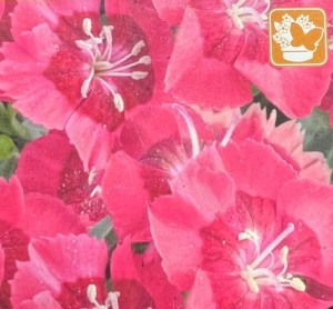 DIANTHUS TINY PLEASURE RED EYE 1ltr HOME GROWN